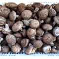 IQF Frozen Crumbed Mixed Mushroom Shiitake Oyster Mushroom Nameko